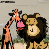 The Lion Is Getting His Mane Cleaned