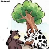 Cow And The Bear Story