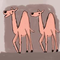 Two Camel Friends
