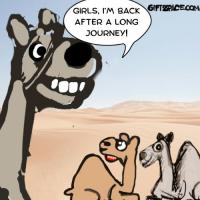 Back Home Camel
