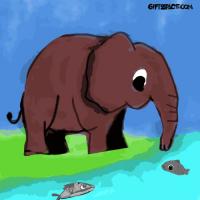 Elephant And Fish