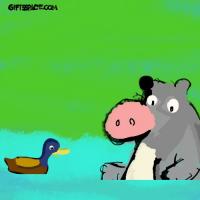 Duck And The Hippo