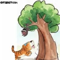 Look Who Is Teasing A Tiger