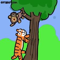 The Teasing Monkey And A Close Call